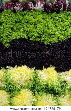 Fresh greens, lettuce, dill, parsley, oregano, basil, rosemary and parsley