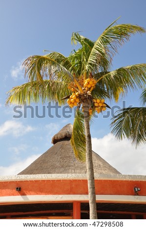 Palm trees with coconuts. Palm trees with yellow coconuts and a building restaurant in Mexico