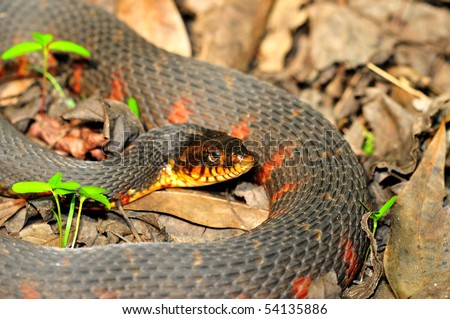 red banded swamp snake