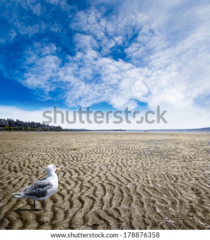 Seagull scavenging for food on the rippled sand and mud beach created by low tide in White Rock near Vancouver, Canada. Nature background with copy space.