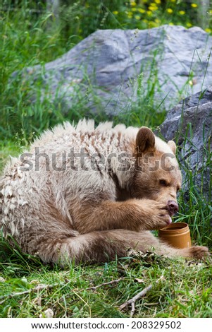 A hungry white Kermode or Spirit Bear licks honey from its paw off a honey jar.