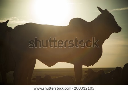 Cow silhouette at sunset. Cattle ranch.