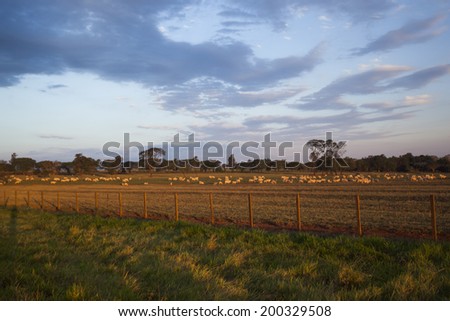 Cattle ranch at sunset.