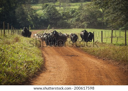 Cattle of cows with horns walking in a dirt road.