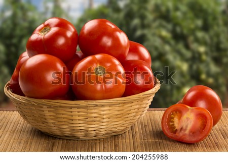 Some tomatoes in a basket over a wooden surface on a tomato field as background