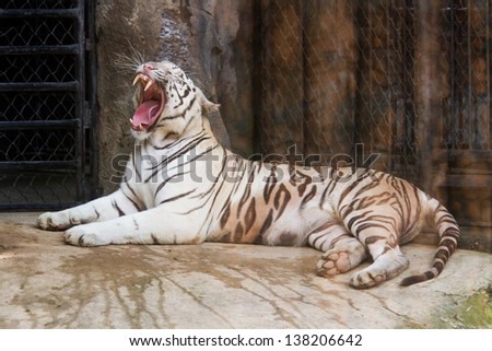 beautiful white tiger in Thailand. He is cute and smart tiger
