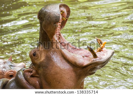 Hippopotamus in the zoo request for more feeding food
