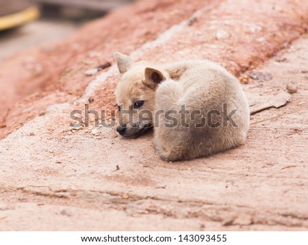 young dog sleep and keep warm in high hill