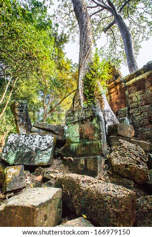 Ta Prohm Castle, Angkor Thom, Cambodia. The ancient castle under the big tree.
