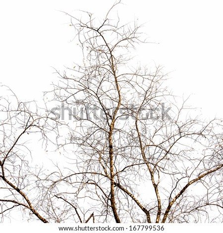 part of dead tree on white background