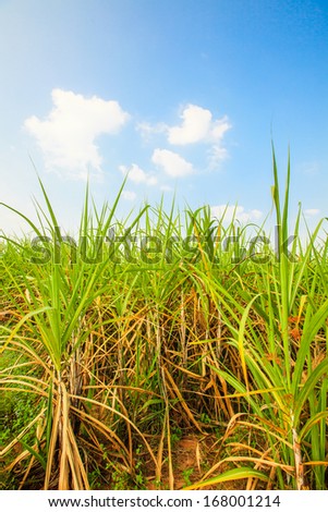 sugar cane farm and sky