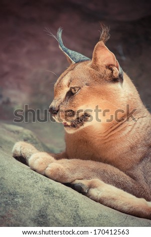 caracal cat or lynx in vintage