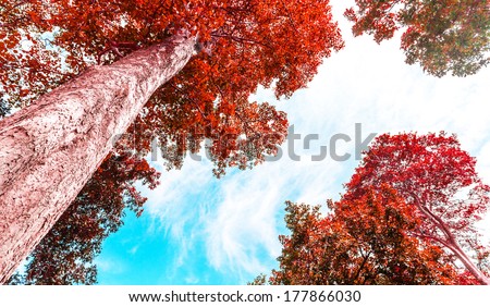 red leave tree on blue sky