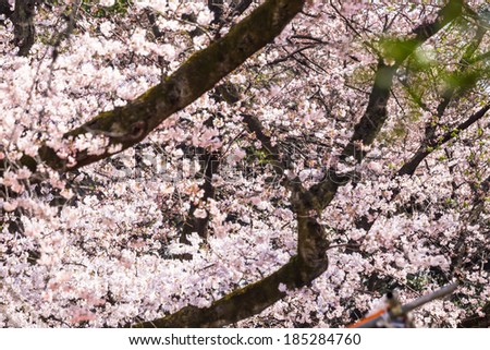 Sakura flowers in Useo park, Japan