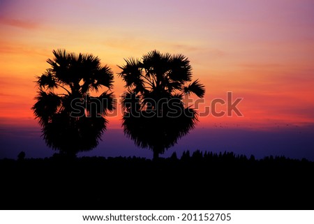 Silhouette sugar palm tree with sun rise.
