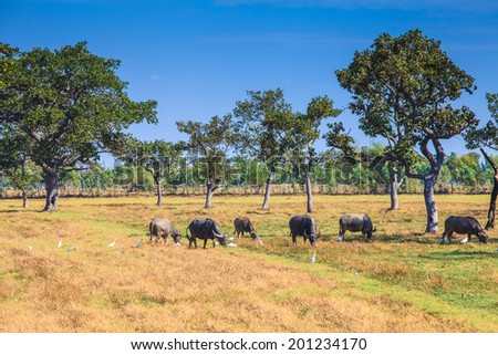 Rice field and water buffalos in Thailand