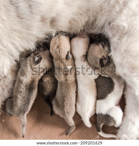 group new born dogs eating milk