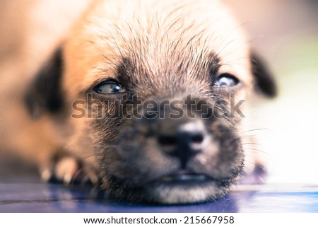 Face of new born puppy. Selective focus.