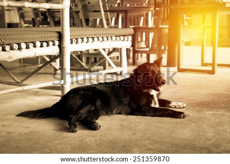 Black dog lay on floor. Vintage filter.