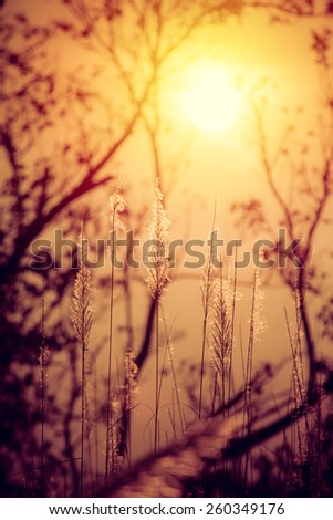 Silhouette grass flower with sunset. Vintage filter.
