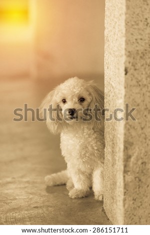 Cute little puppy dog waiting for owner. Vintage filter.