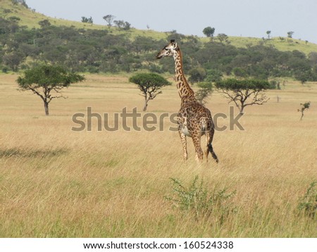 Giraffe running in the grassland of Serengeti, Tanzania