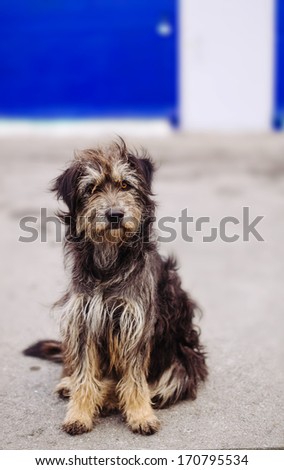 Shaggy dog tossed street looks sad eyes. On the background of a closed door.