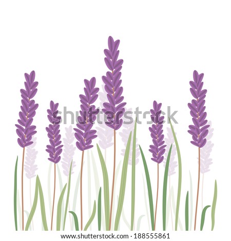 Romantic lavender flovers isolated in white background. Illustration format.