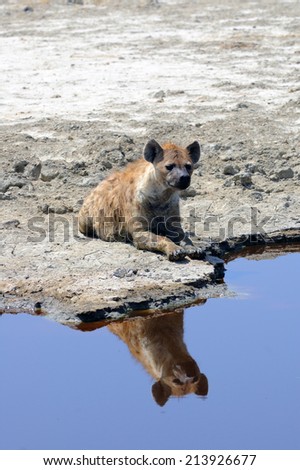 A spotted hyena and its mirrored image in the Ngorongoro National park. Tanzania