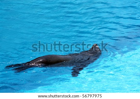 Animals - Sea lion swimming in blue swimming pool.