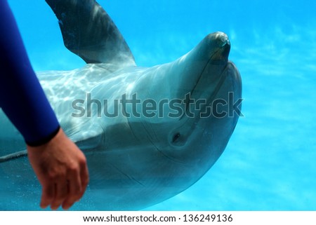 Concepts- Friendship. Friendly dolphin playing in the water.