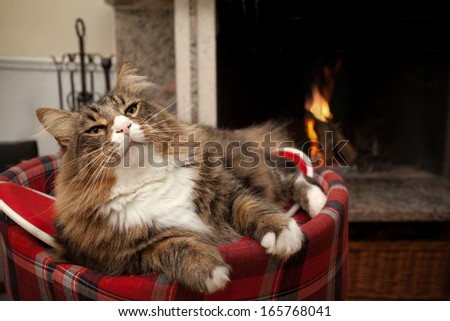 Maine Coon cat sitting in the front of the fireplace.