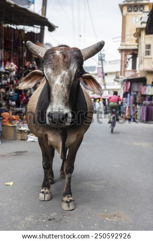 alone stray ox in street of market, Pushkar, rajasthan India