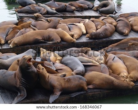 Sea Lions rest and fight on Pier 39, San Francisco