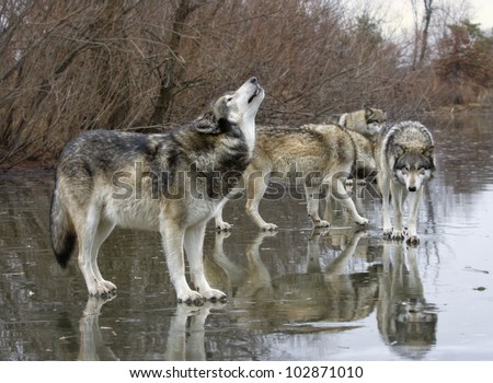 Wolf Howling with Pack mates