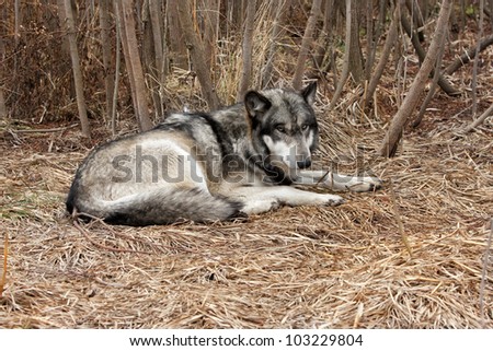 Wolf Laying Down for a Rest