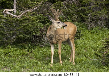 Mule Deer in Glacier National Park