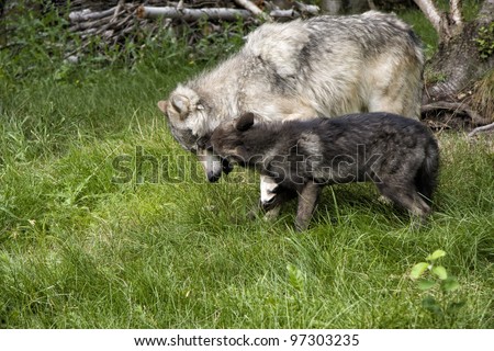 Black Wolf Pup Playfully Biting Mom