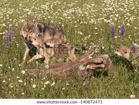 Wolf Pups Greeting Mom