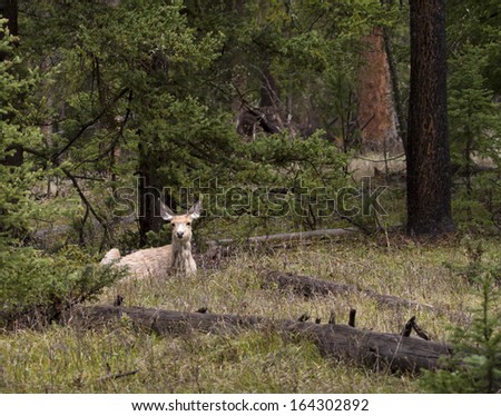 Mule Deer Laying in the Woods