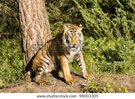 Tiger Sitting by a Tree