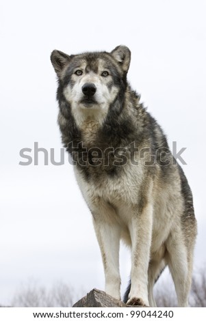 Wolf on White Background