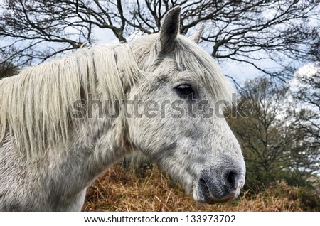 A white stallion pony in the New Forest National Park in Hampshire