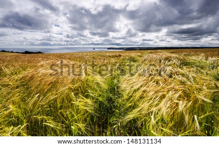 A field of golden ripe barley overlooking the sea in on the south coast of Cornwall