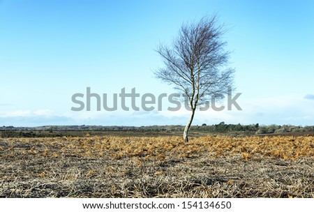 A lone winter tree on desolate moorland in the New Forest National Park in Hampshire