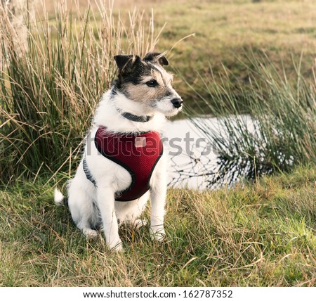 Working Jack Russell Terrier wearing a red harness