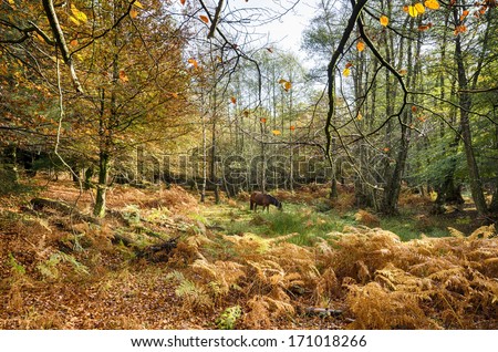 Autumn in the New Forest at Bolderwood