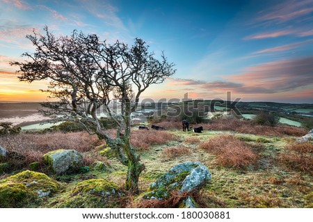 A frosty March sunrise at Helman Tor a craggy outcrop of rugged moorland near Bodmin in Cornwall, an HDR image