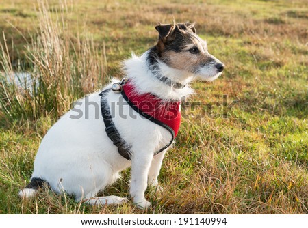 Working Parson Jack Russell Terrier wearing red harness and bell