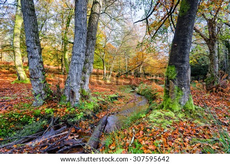 A beautiful woodland stream on an Autumn morning at Bolderwood in the New Forest National Park in Hampshire